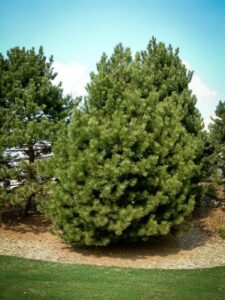 Сосна Чёрная (Pinus Nigra) купить по цене от 270.00р. в интернет-магазине «Посадика» с доставкой почтой в в Лянторе и по всей России – [изображение №1].