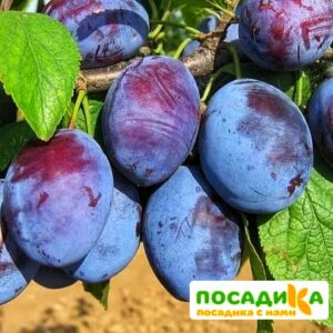 Слива Чачакская ранняя купить по цене от 229.00р. в интернет-магазине «Посадика» с доставкой почтой в в Лянторе и по всей России – [изображение №1].