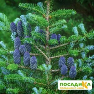 Пихта корейская (Abies koreana) купить по цене от 450.00р. в интернет-магазине «Посадика» с доставкой почтой в в Лянторе и по всей России – [изображение №1].