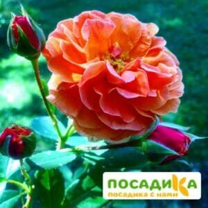 Роза Арабия купить по цене от 350.00р. в интернет-магазине «Посадика» с доставкой почтой в в Лянторе и по всей России – [изображение №1].