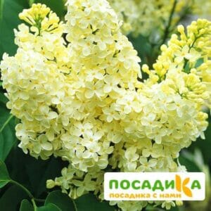 Сирень Примроуз (Primrose) купить по цене от 529.00р. в интернет-магазине «Посадика» с доставкой почтой в в Лянторе и по всей России – [изображение №1].