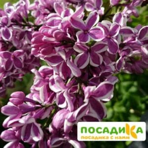 Сирень Сенсация купить по цене от 529.00р. в интернет-магазине «Посадика» с доставкой почтой в в Лянторе и по всей России – [изображение №1].