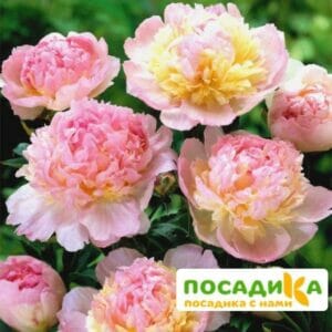 Пион Распберри Сандей (Paeonia Raspberry Sundae) купить по цене от 959р. в интернет-магазине «Посадика» с доставкой почтой в в Лянторе и по всей России – [изображение №1].