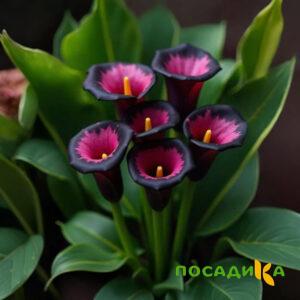 Калла Аура Лейс купить по цене от 400р. в интернет-магазине «Посадика» с доставкой почтой в в Лянторе и по всей России – [изображение №1].