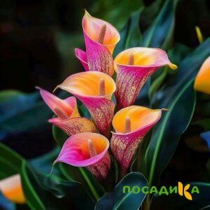 Калла Оникс купить по цене от 450р. в интернет-магазине «Посадика» с доставкой почтой в в Лянторе и по всей России – [изображение №1].