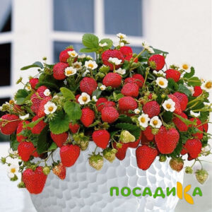 Клубника Рубиновый Шепот (горшечная) купить по цене от 240р. в интернет-магазине «Посадика» с доставкой почтой в в Лянторе и по всей России – [изображение №1].