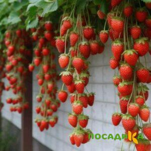 Клубника вьющаяся Комплимент купить по цене от 470р. в интернет-магазине «Посадика» с доставкой почтой в в Лянторе и по всей России – [изображение №1].