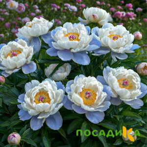 Пион акварельный Этюд купить по цене от 806р. в интернет-магазине «Посадика» с доставкой почтой в в Лянторе и по всей России – [изображение №1].
