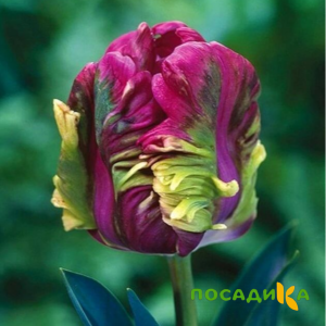 Тюльпан Экзотик Хэвен купить по цене от 186р. в интернет-магазине «Посадика» с доставкой почтой в в Лянторе и по всей России – [изображение №1].