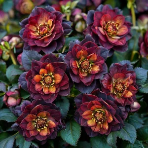 Морозник Сноу Дроп купить по цене от 348р. в интернет-магазине «Посадика» с доставкой почтой в в Лянторе и по всей России – [изображение №1].