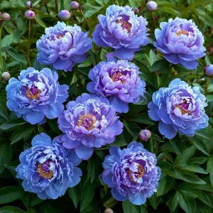 Пион Голубой лотос купить по цене от 590р. в интернет-магазине «Посадика» с доставкой почтой в в Лянторе и по всей России – [изображение №1].