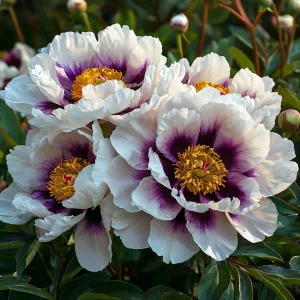 Пион Эко Саммер купить по цене от 548р. в интернет-магазине «Посадика» с доставкой почтой в в Лянторе и по всей России – [изображение №1].